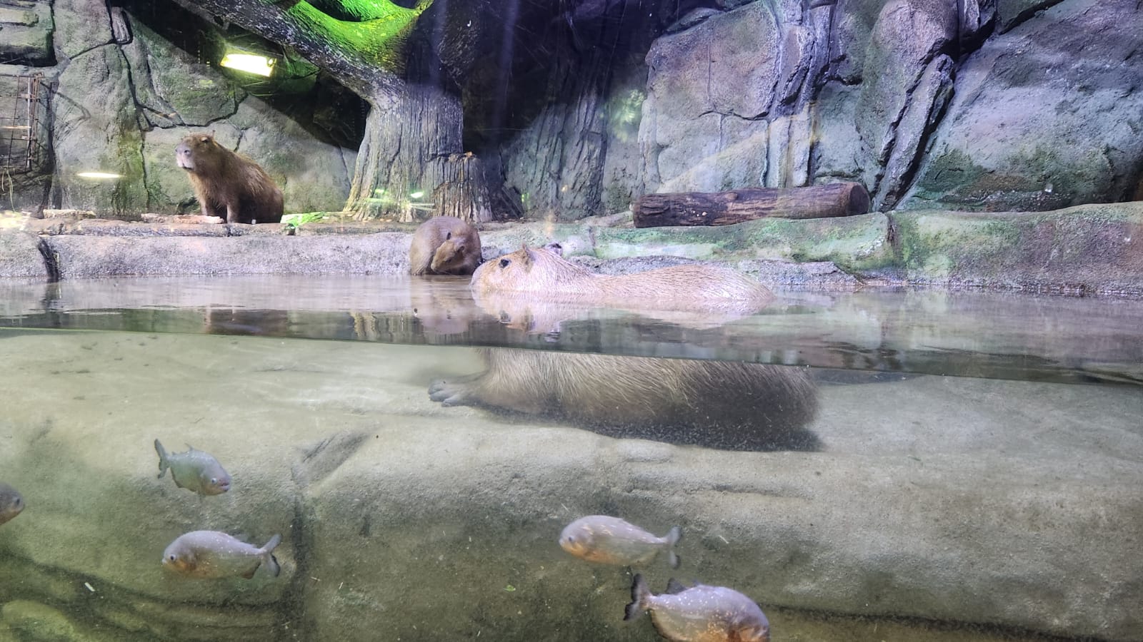 1 Month in Abu Dhabi