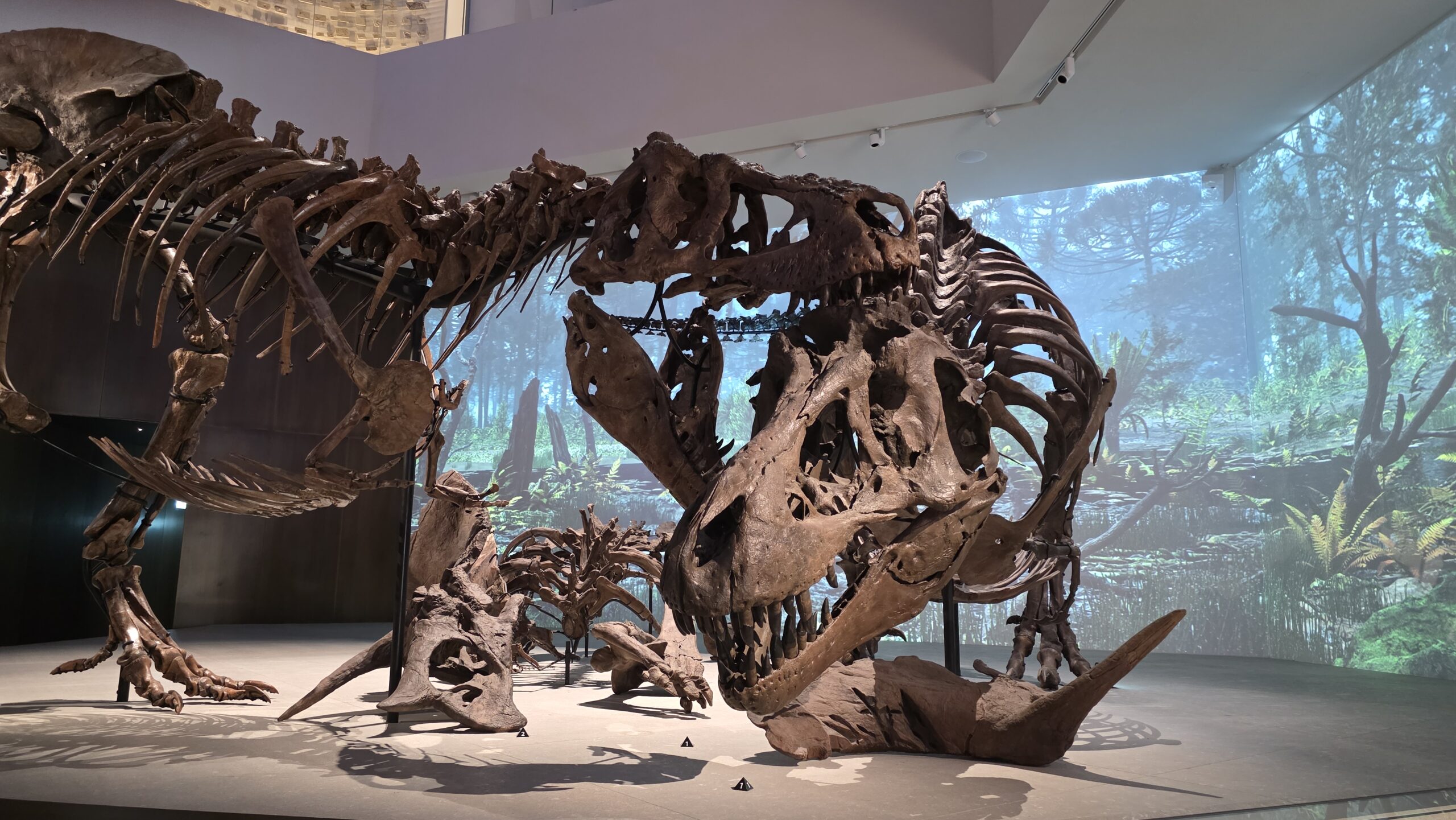 A Museum, a Triceratops Parade, and a Slightly Overworked Bicycle